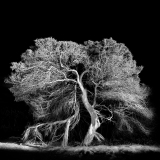 Humano como uma árvore | Human as a tree