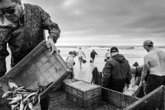 O derradeiro carapau | The ultimate horse mackerel