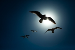 Liberdade | Freedom