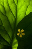 A pequena flor | The little flower