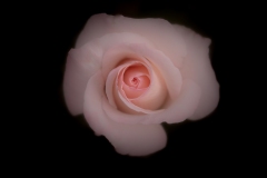 O cheiro da rosa | The smell of the rose