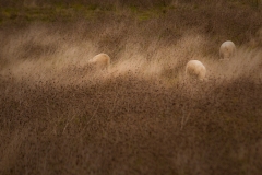 Pasto de lã | Pasture of wool