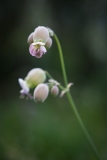 Flor uterina| Uterine flower