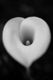 O coração branco | The white heart