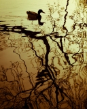Espelhos de um tempo perfeito | Mirrors of a perfect time