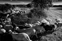 Rebanho | Herd
