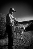 A ovelha curiosa | A curious sheep